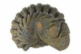 Wide, Bumpy, Enrolled Morocops Trilobite #125163-2